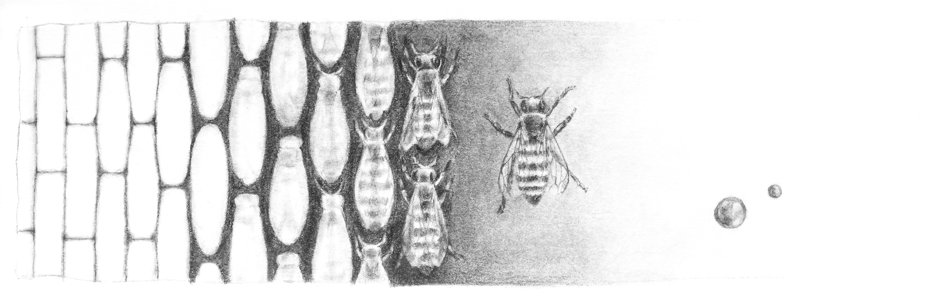 Illustration abeilles et miel, Juliette Deseilligny